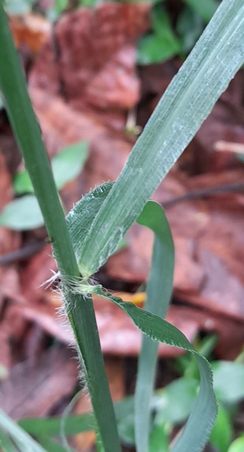 Paspalum paniculatum leaf