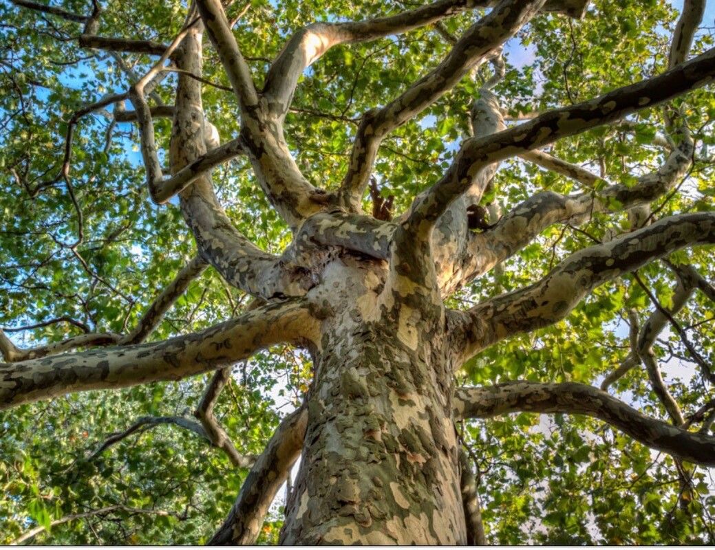 Platanus mexicana bark