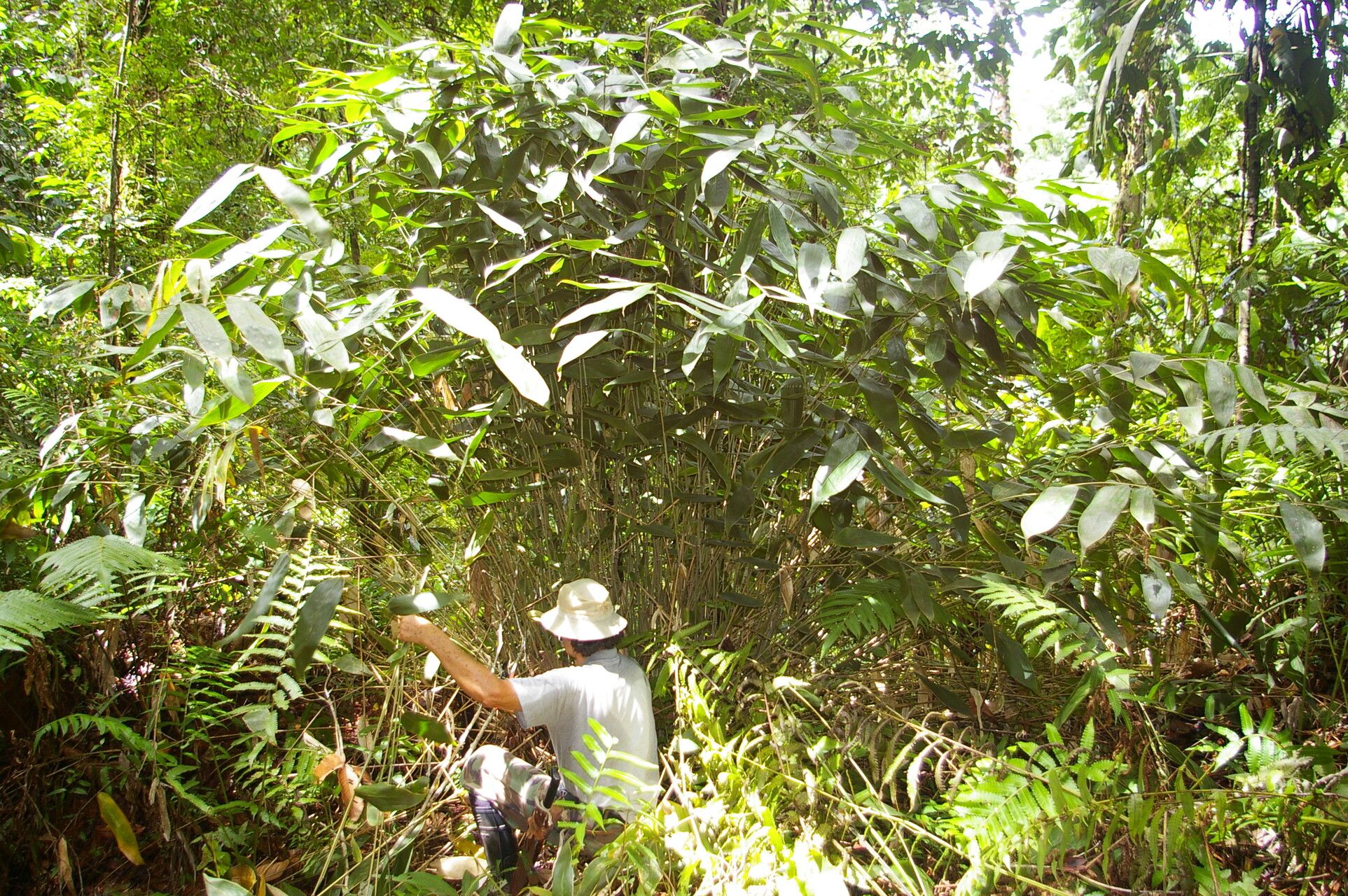 Aulonemia viscosa habit
