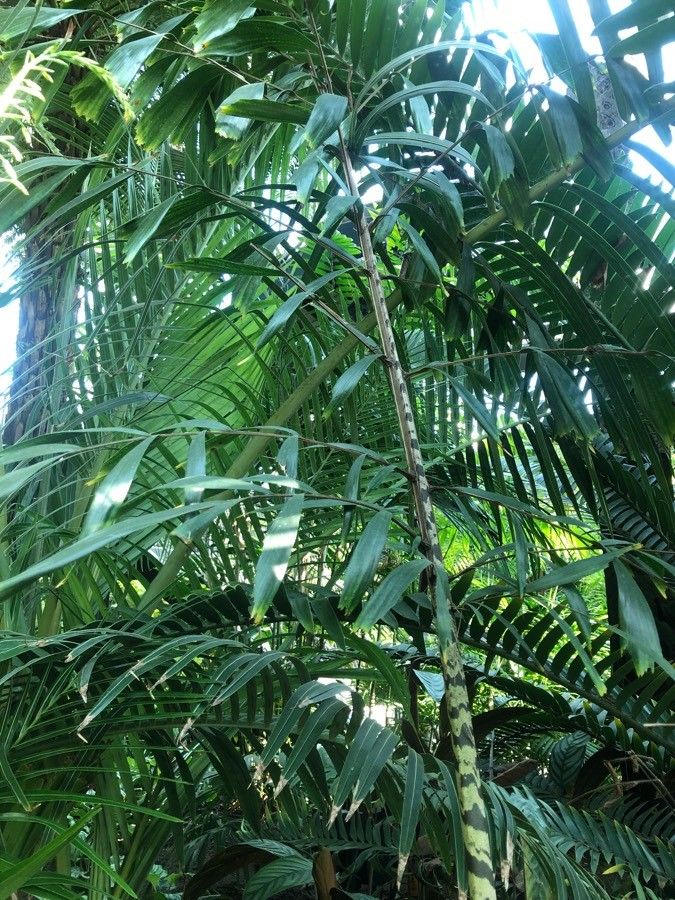 Caryota zebrina — search result for 'Caryota'