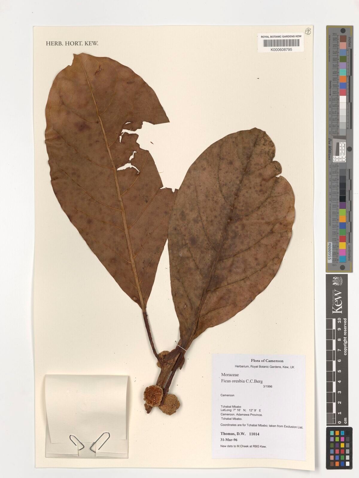 Ficus oresbia — houseplant care guide