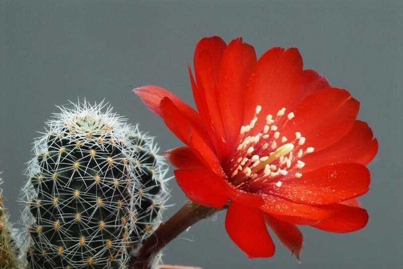 Aylostera mamillosa — houseplant care guide