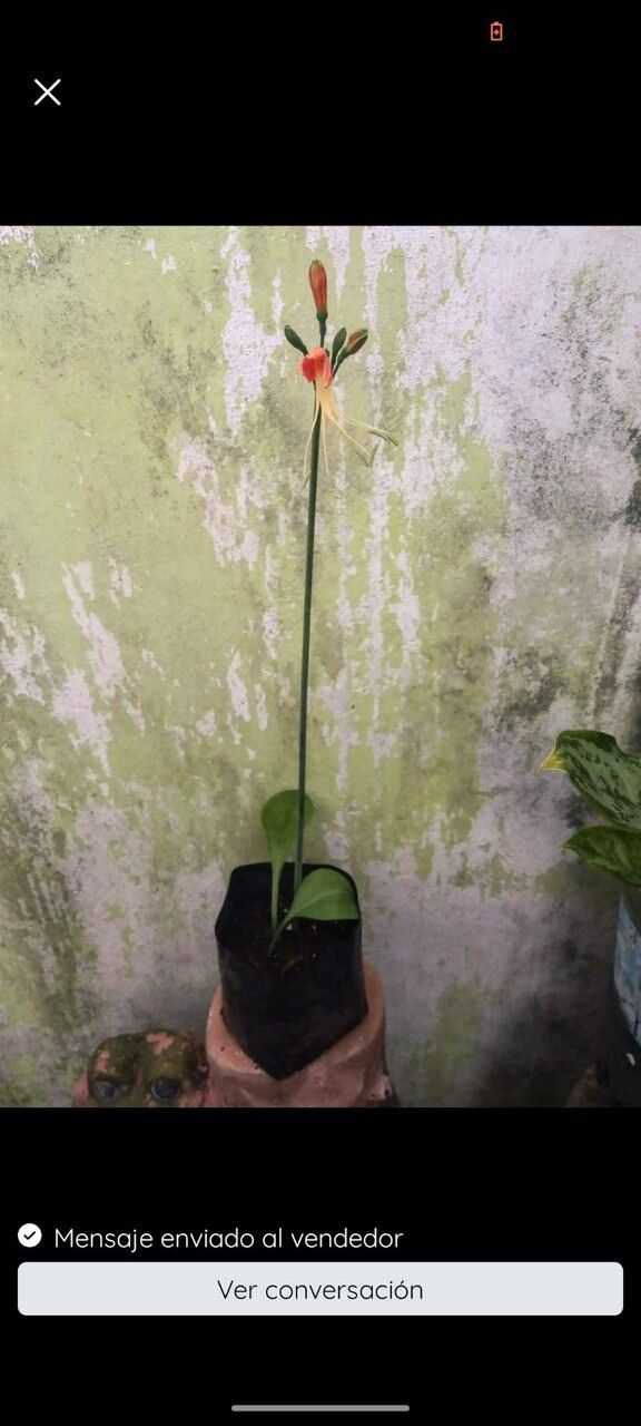 Eucrosia bicolor flower