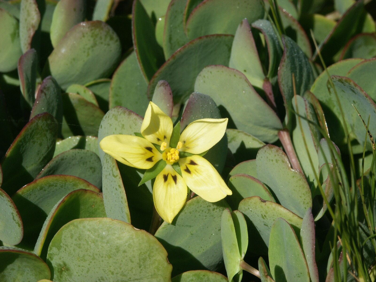 Roepera flexuosa flower
