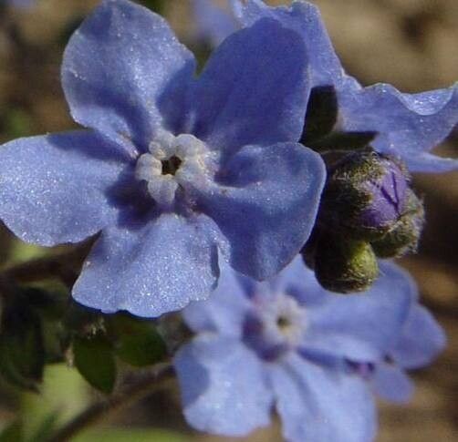 Eritrichium canum flower
