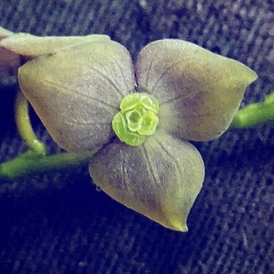 Stelis superbiens — houseplant care guide