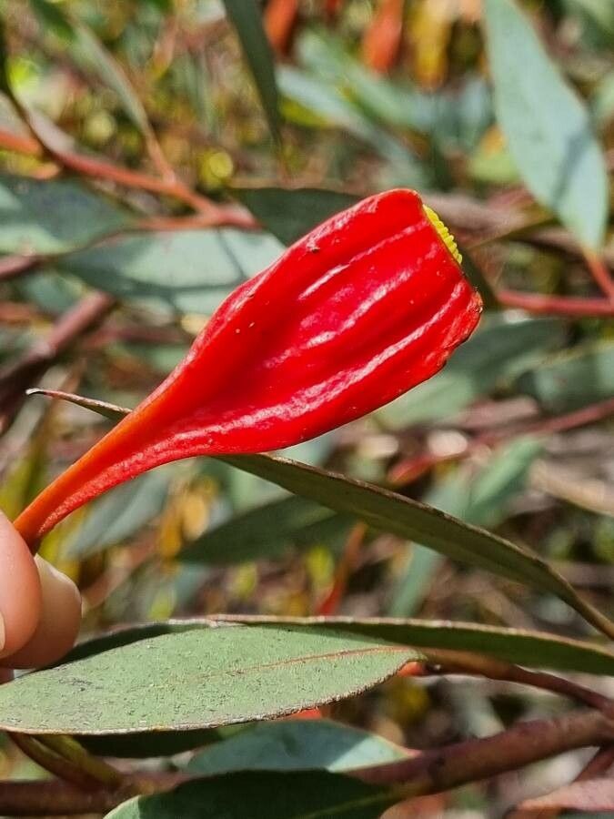 Eucalyptus forrestiana flower