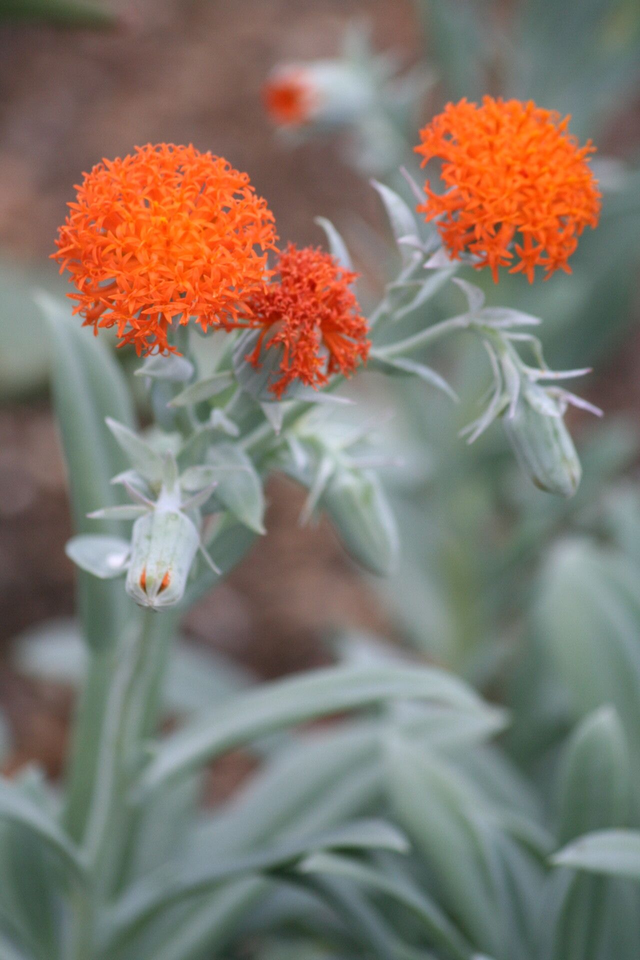 Kleinia galpinii — search result for 'Kleinia'