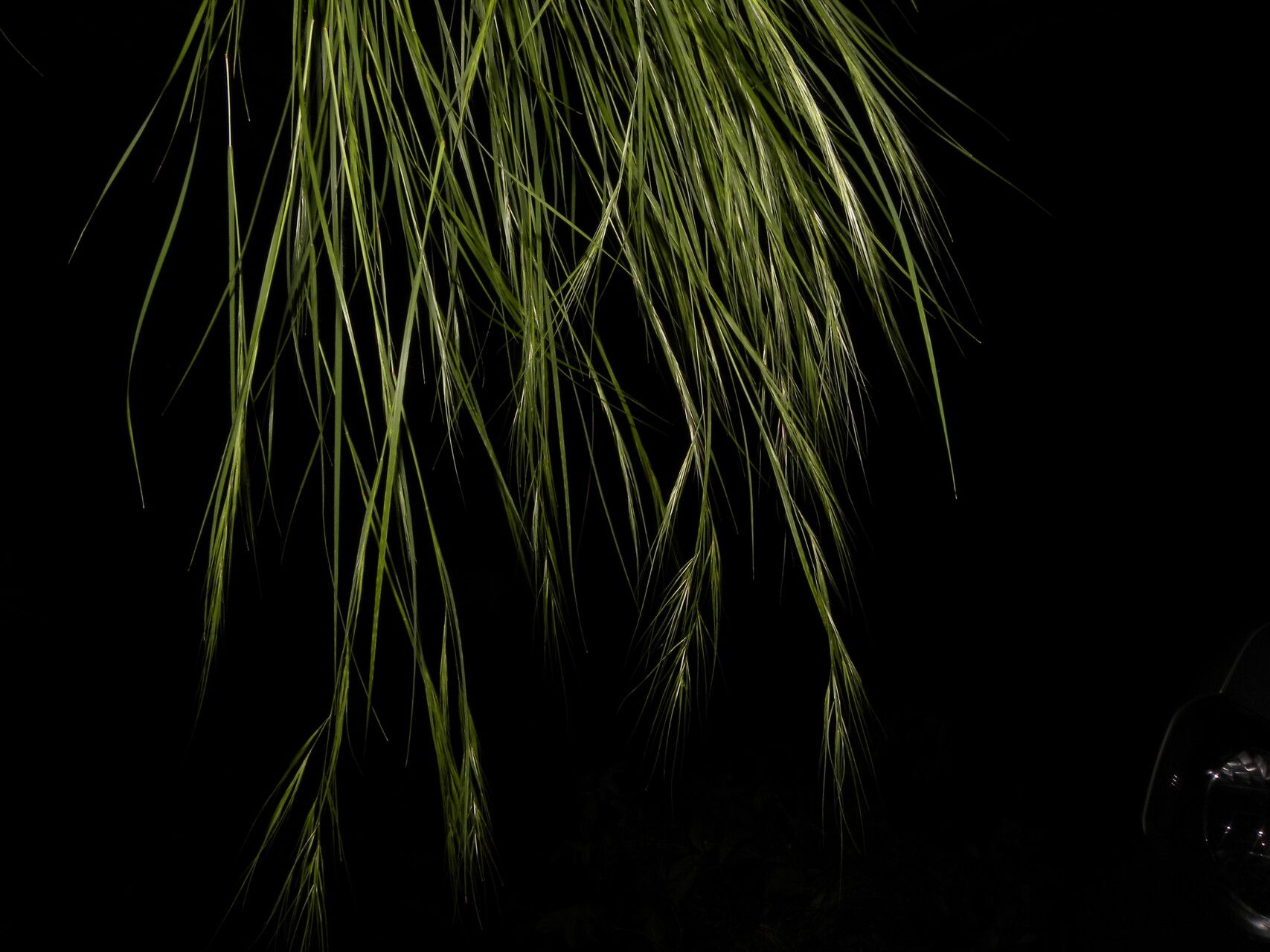 Aristida jorullensis — search result for 'Aristida'