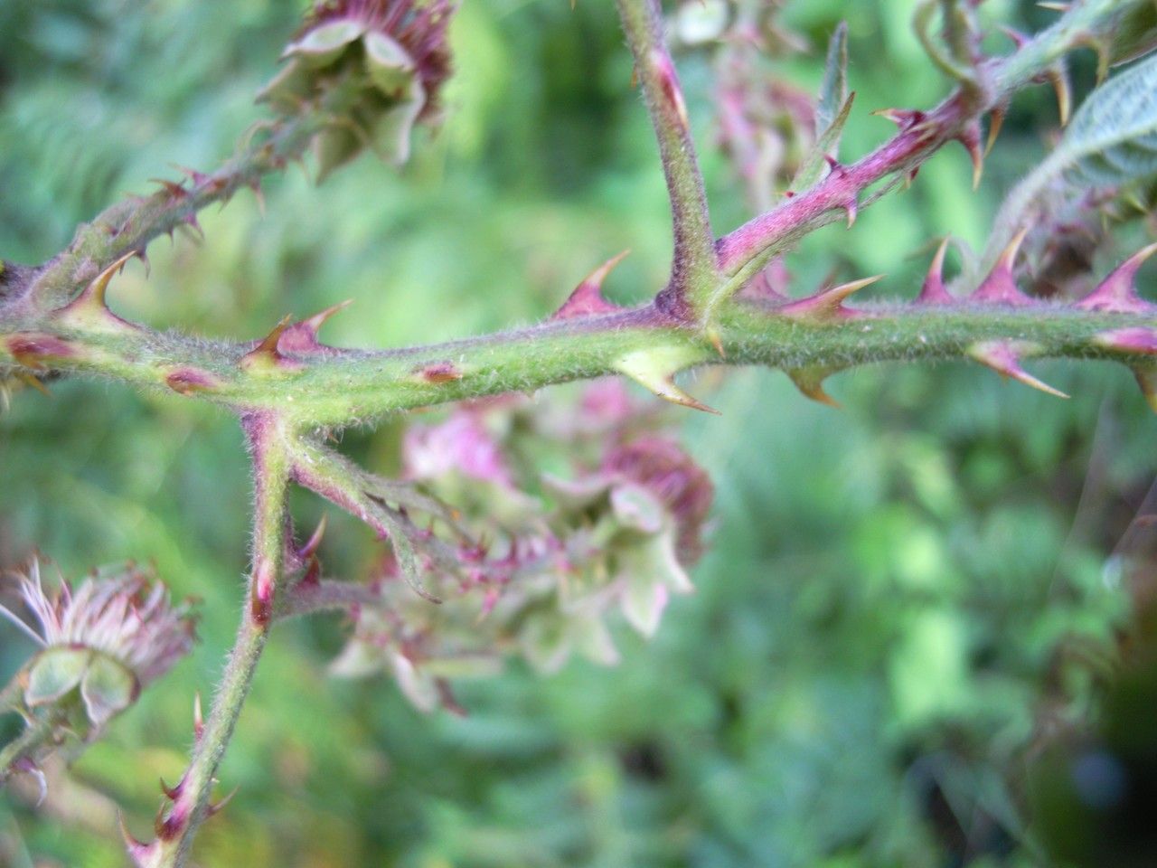 Rubus rhamnifolius bark