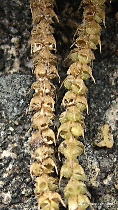 Pseudodiphasium volubile fruit