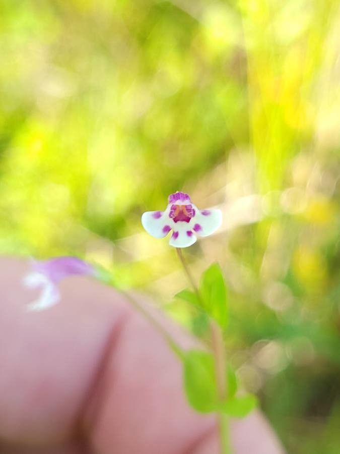 Lindernia grandiflora flower