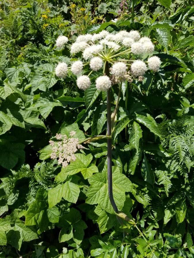 Angelica arguta flower