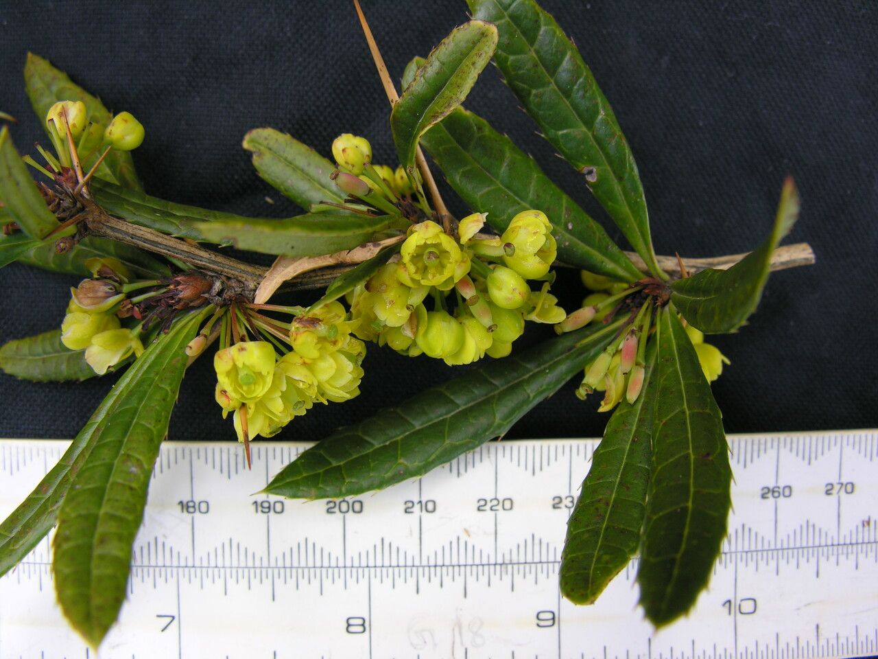 Berberis wallichiana — houseplant care guide