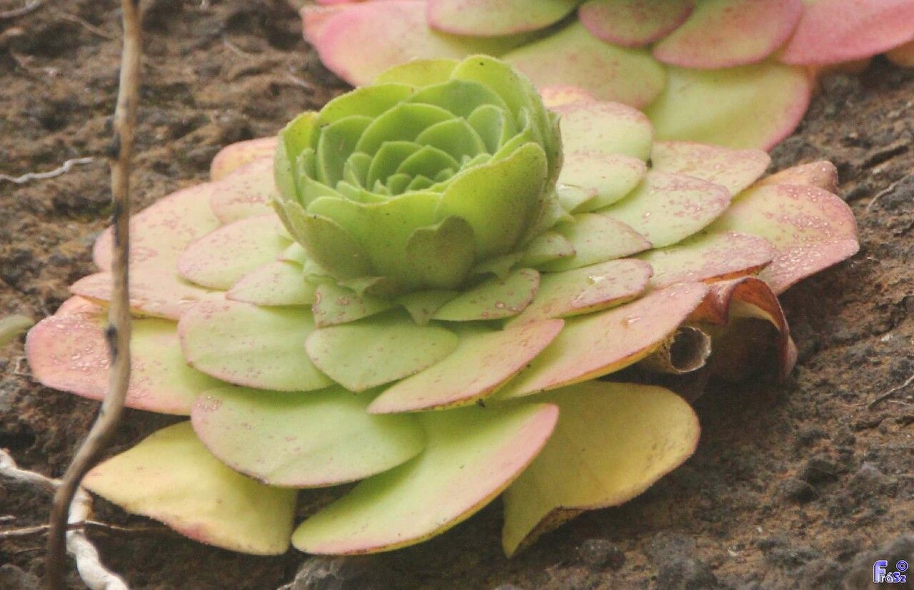 Aeonium glandulosum — search result for 'Aeonium'