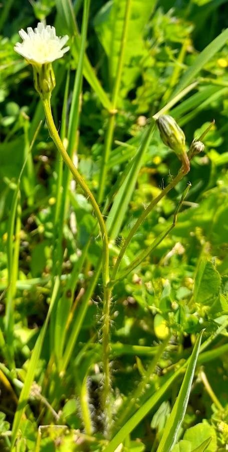 Hypochaeris albiflora habit