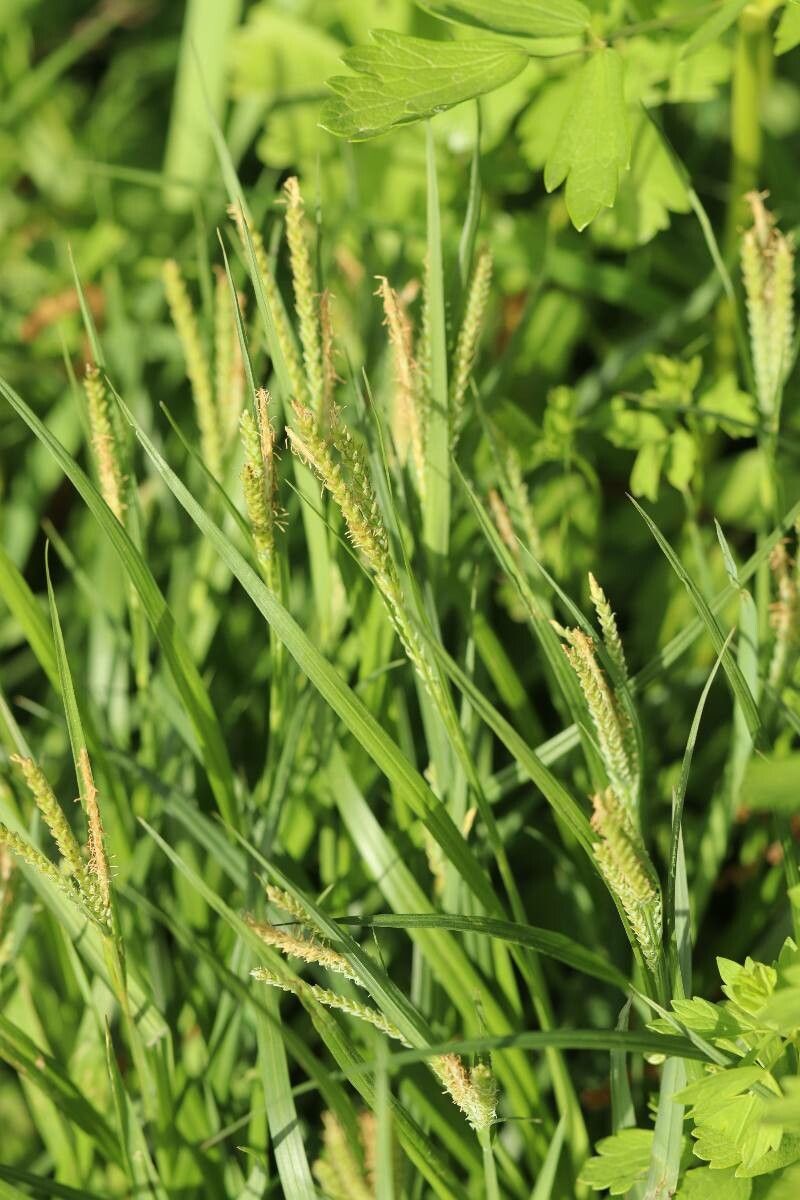 Carex aequialta flower