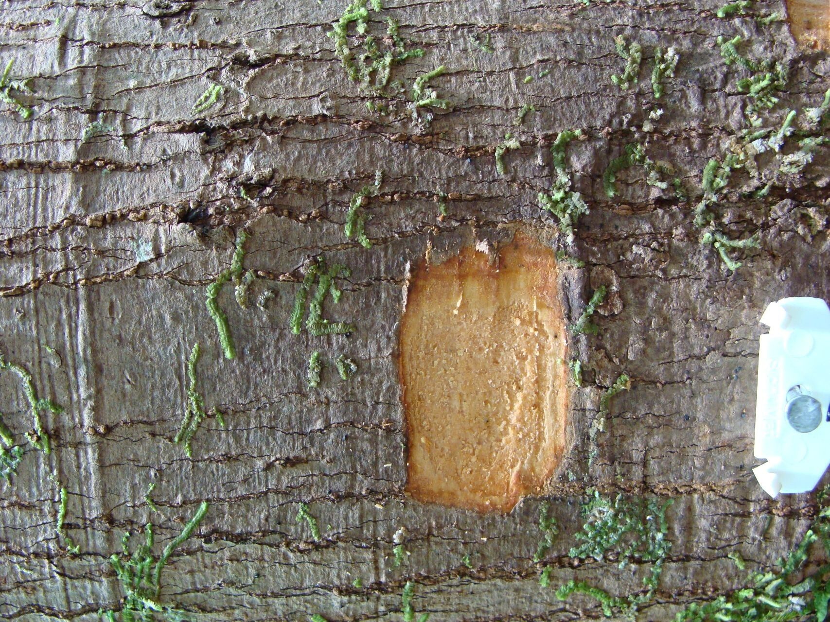 Cryptocarya chrysea bark