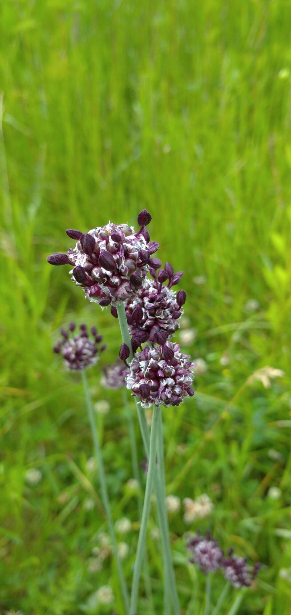 Allium scorodoprasum flower