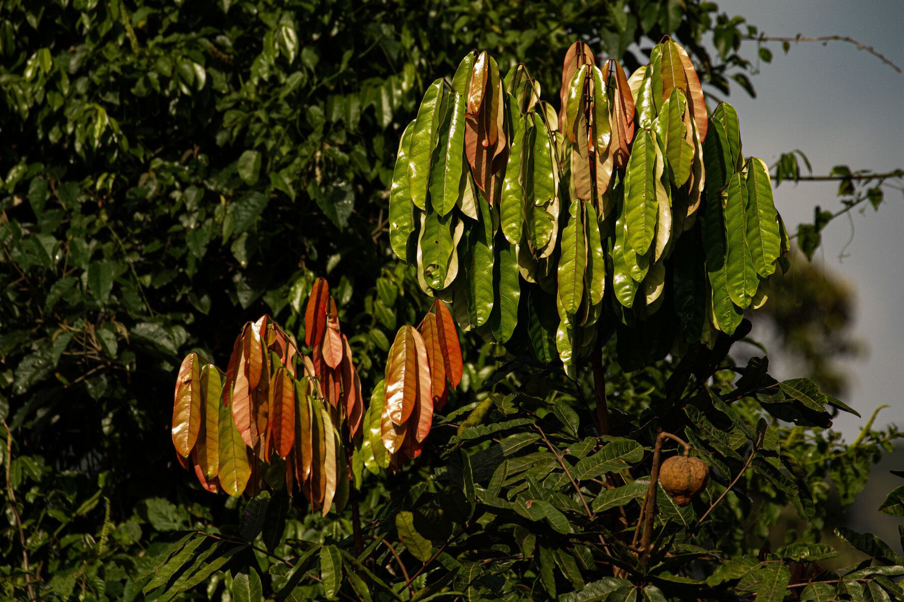 Carapa wohllebenii — houseplant care guide