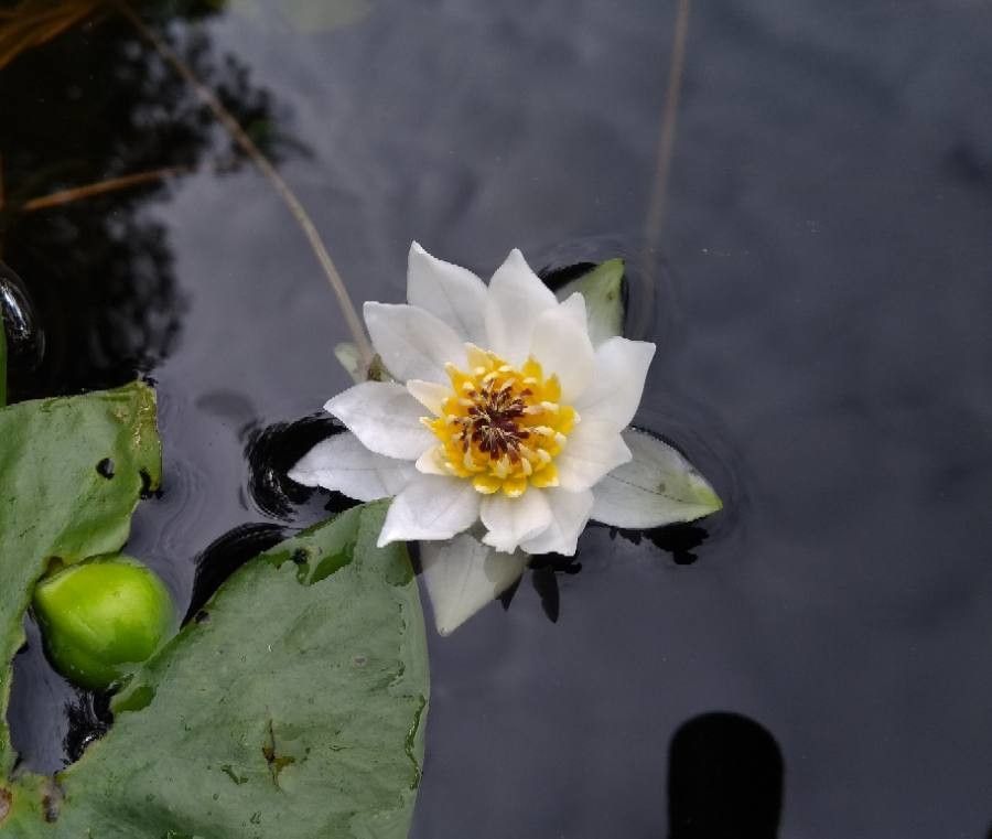 Nymphaea tetragona flower