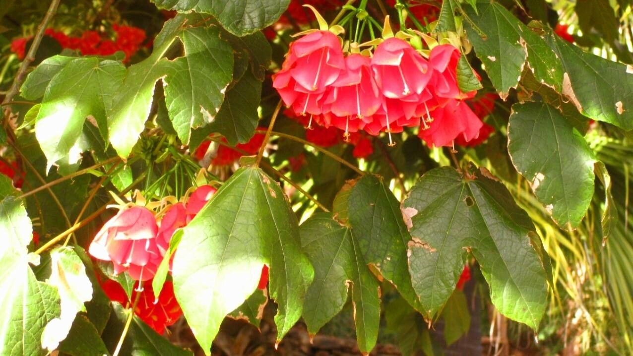 Dombeya cacuminum — search result for 'Dombeya'