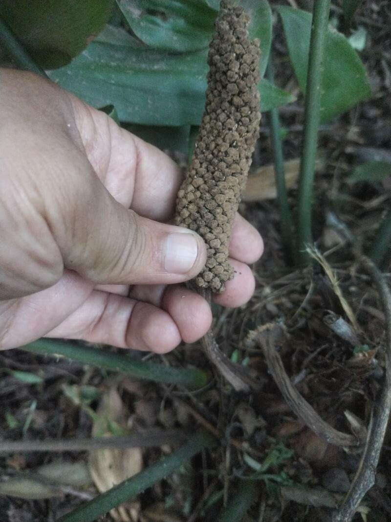 Zamia onan-reyesii fruit