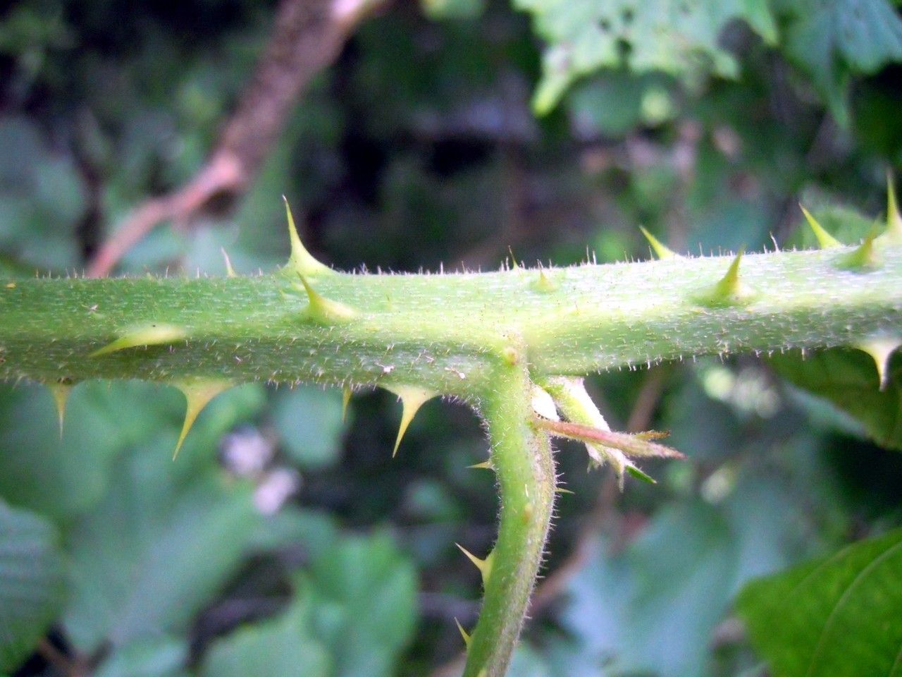 Rubus troiensis bark