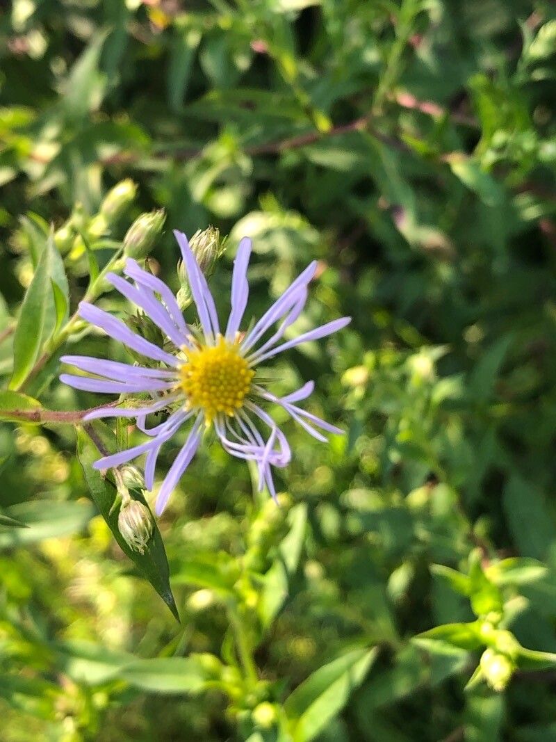 Symphyotrichum puniceum flower