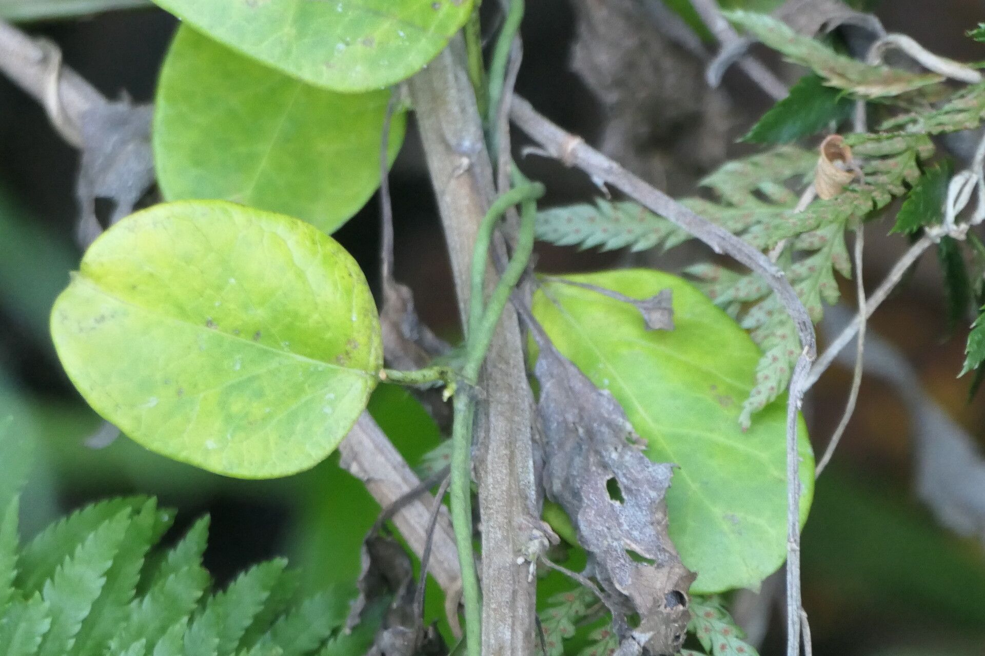 Cynanchum obtusifolium bark