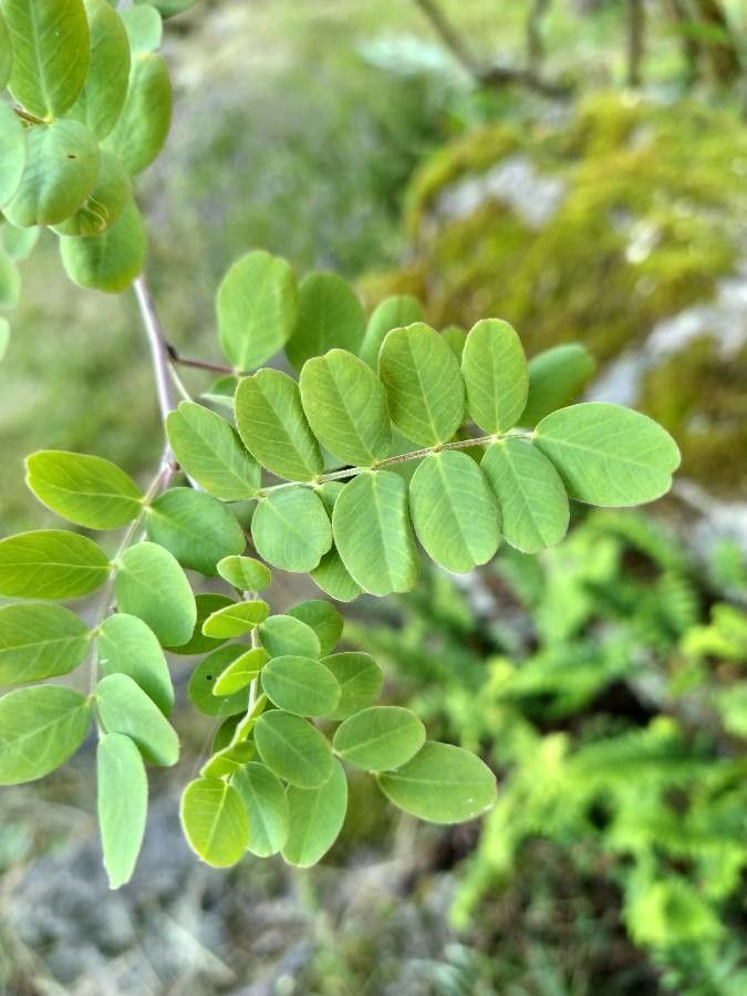Colutea orientalis leaf