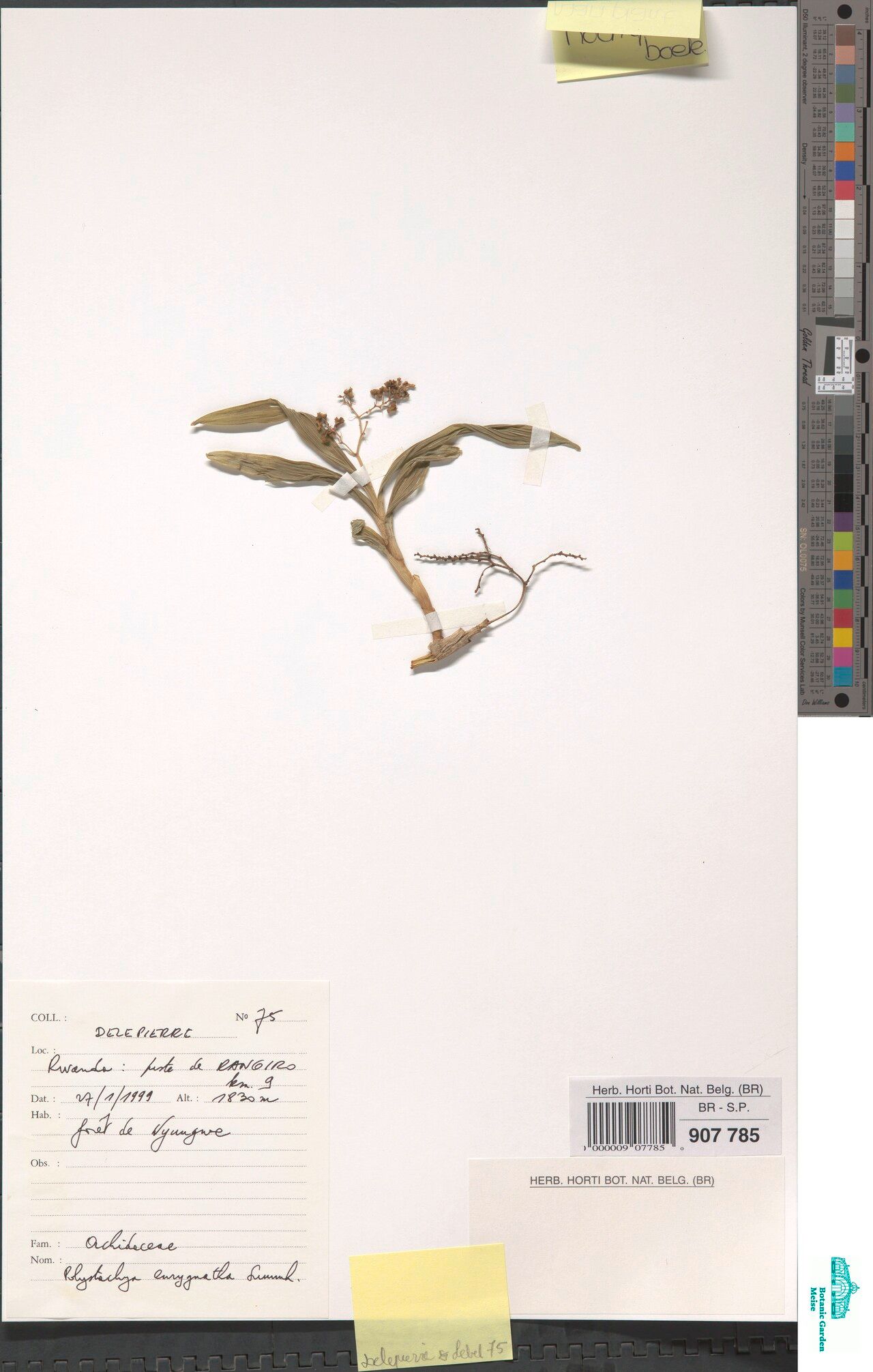 Polystachya eurygnatha — houseplant care guide