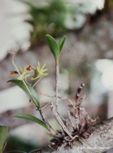 Dendrobium poissonianum habit