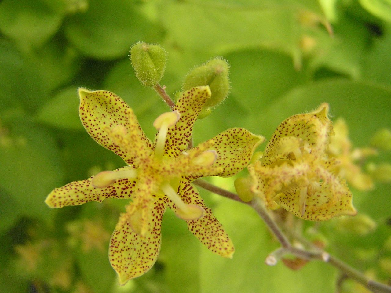 Tricyrtis latifolia flower