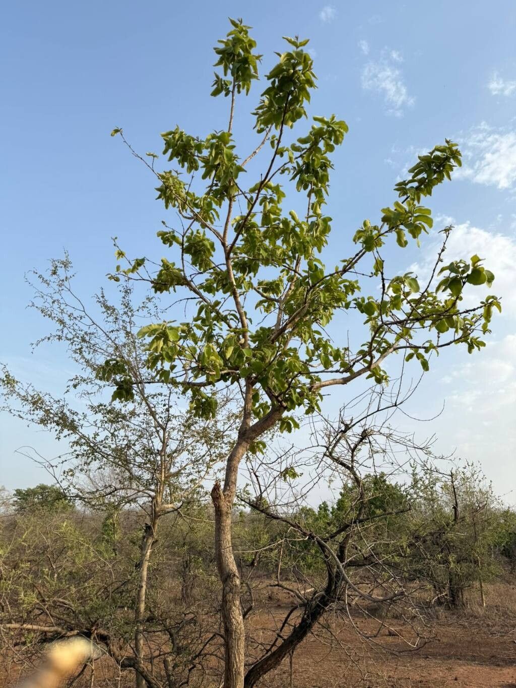 Terminalia pallida leaf