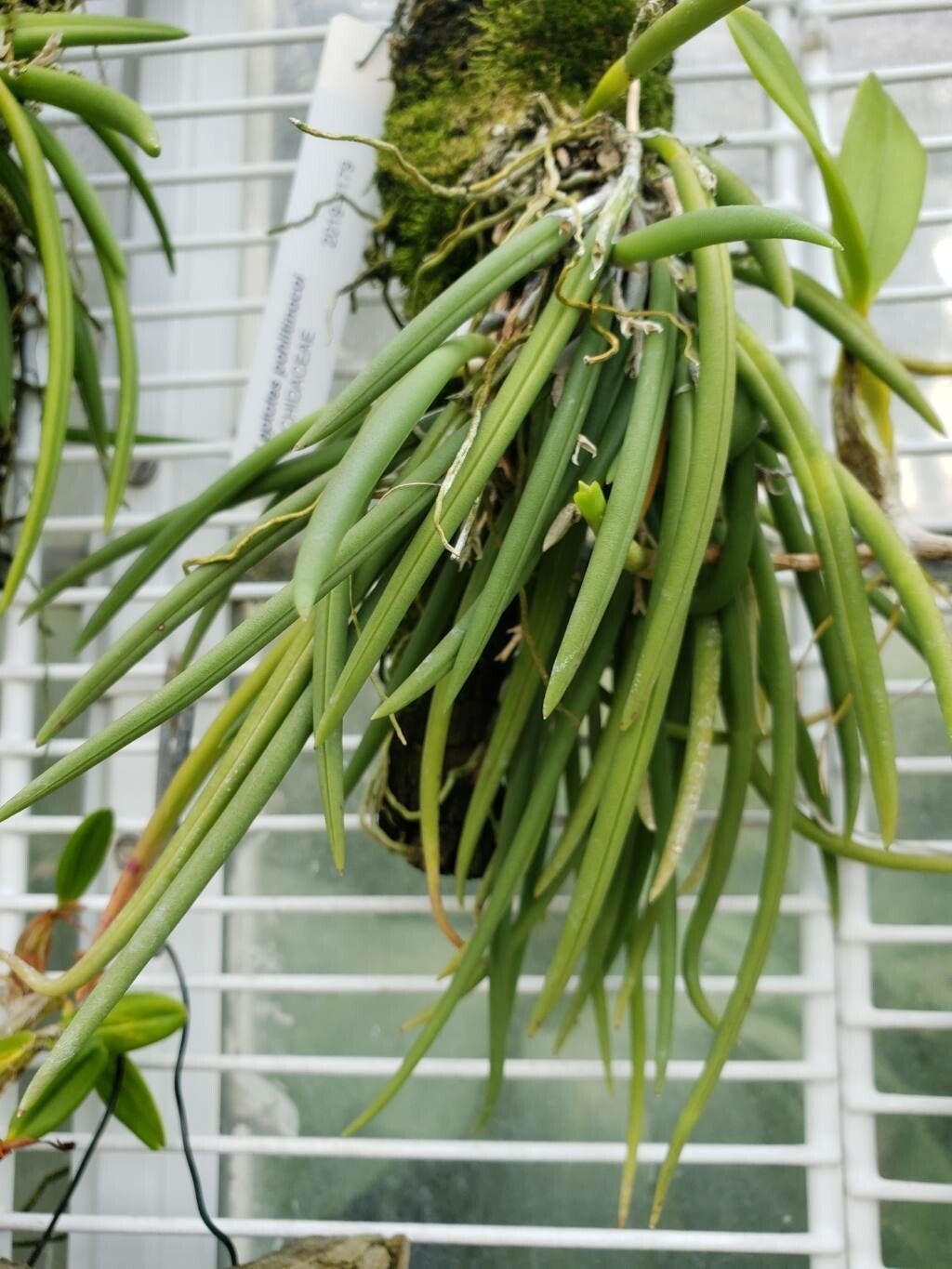 Leptotes pohlitinocoi — related species from the same genus