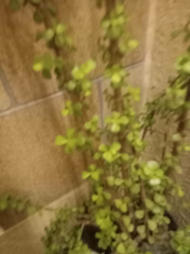 Jatropha dioica leaf