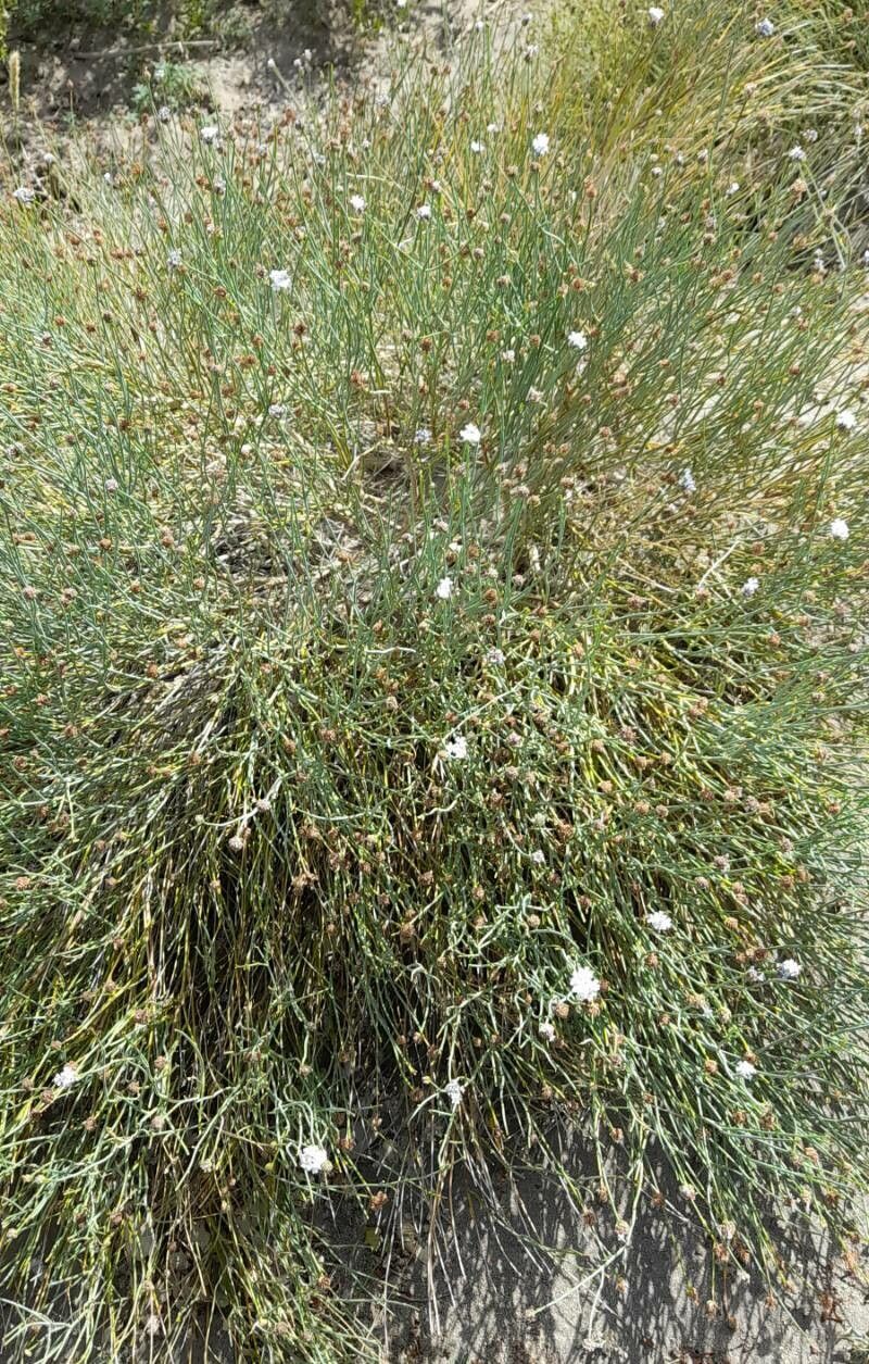 Junellia spathulata habit