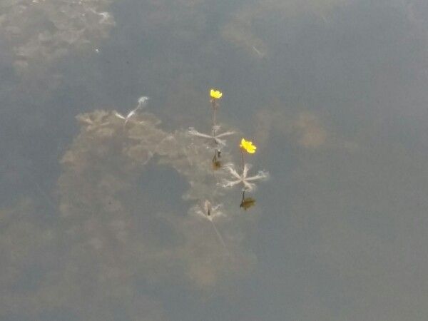 Utricularia breviscapa — search result for 'Utricularia'