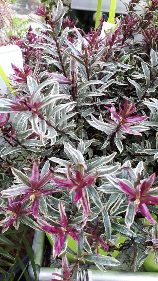 Hebe macrocarpa flower