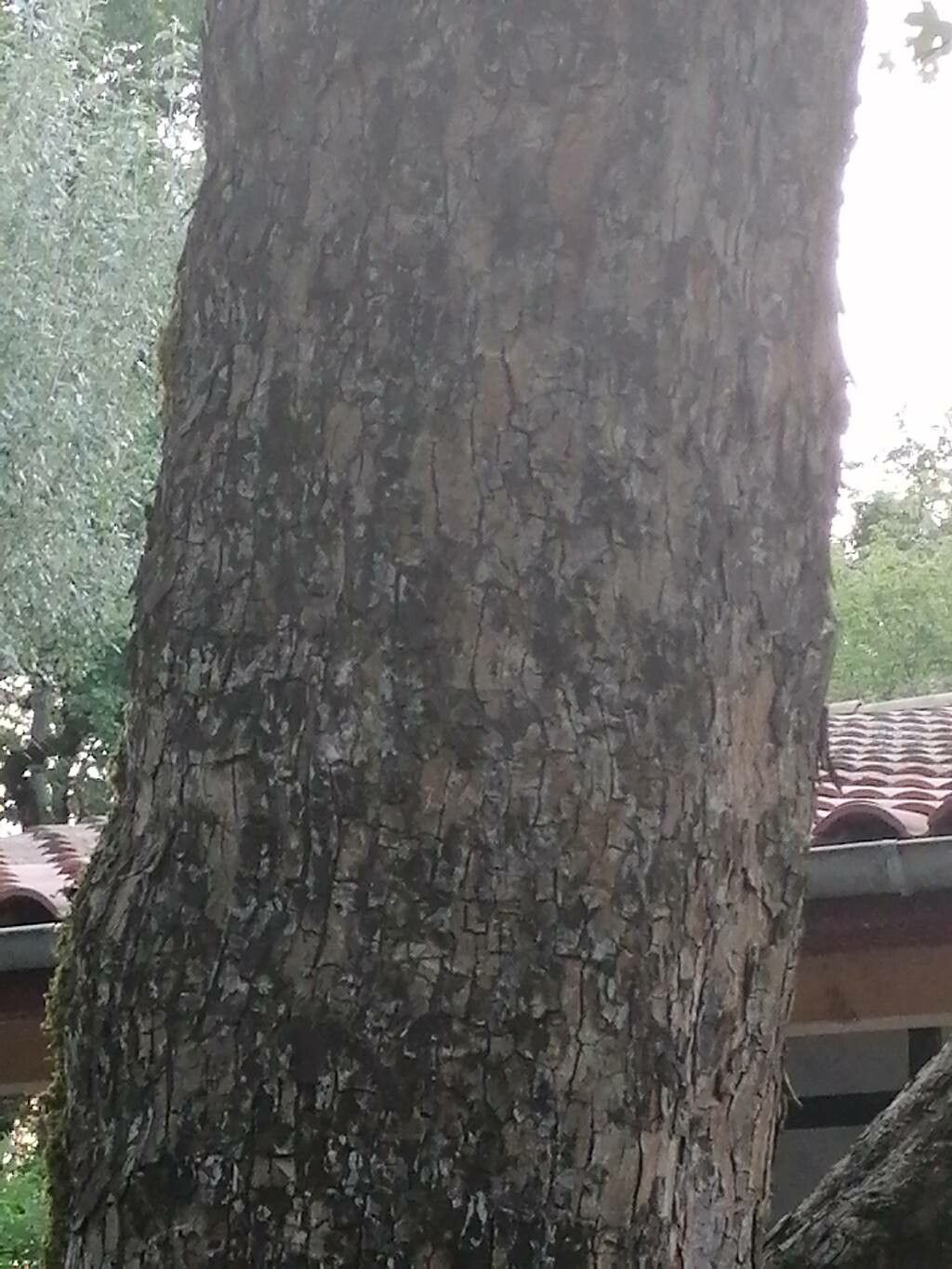 Quercus crenata bark