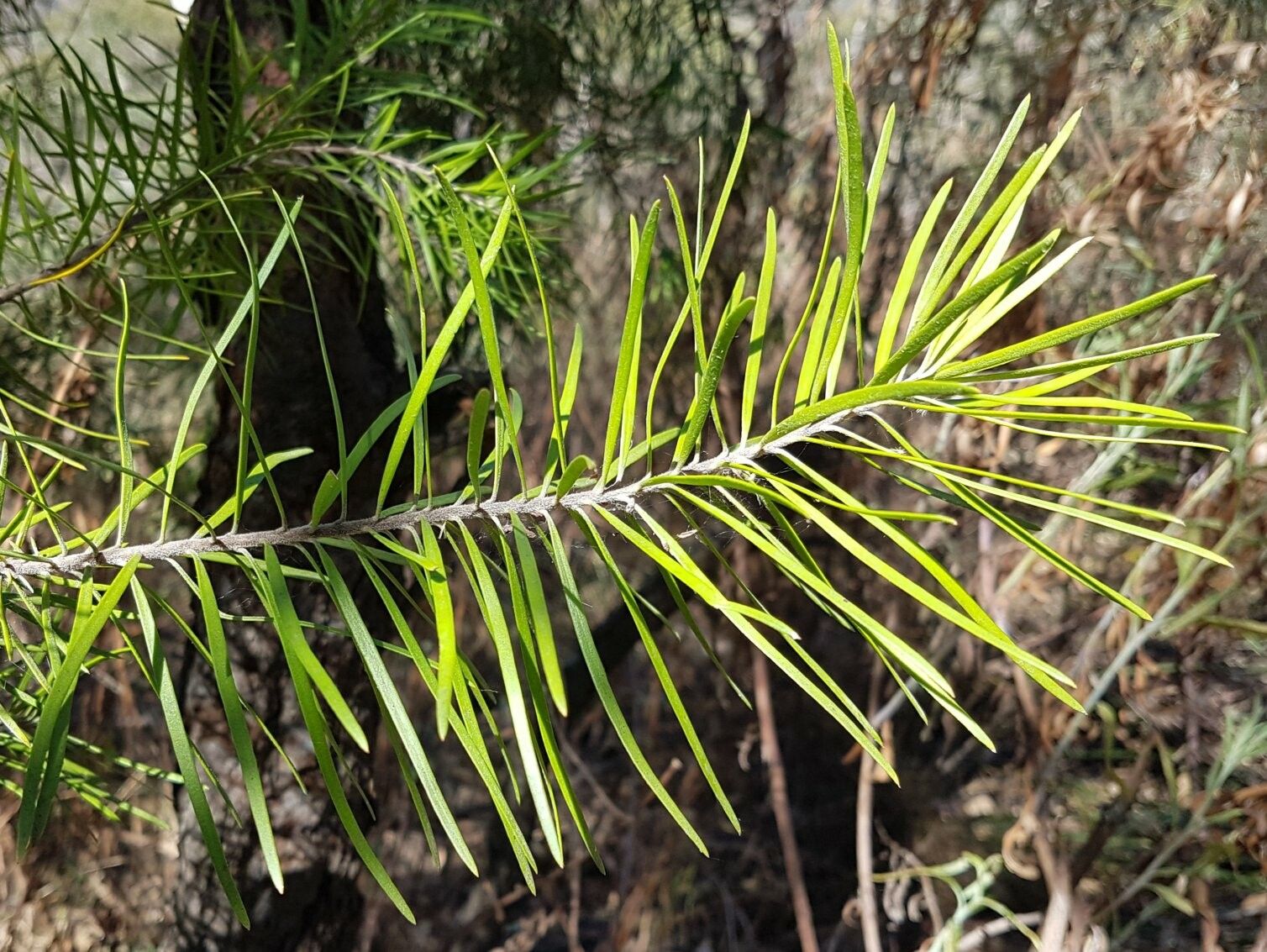 Persoonia linearis leaf