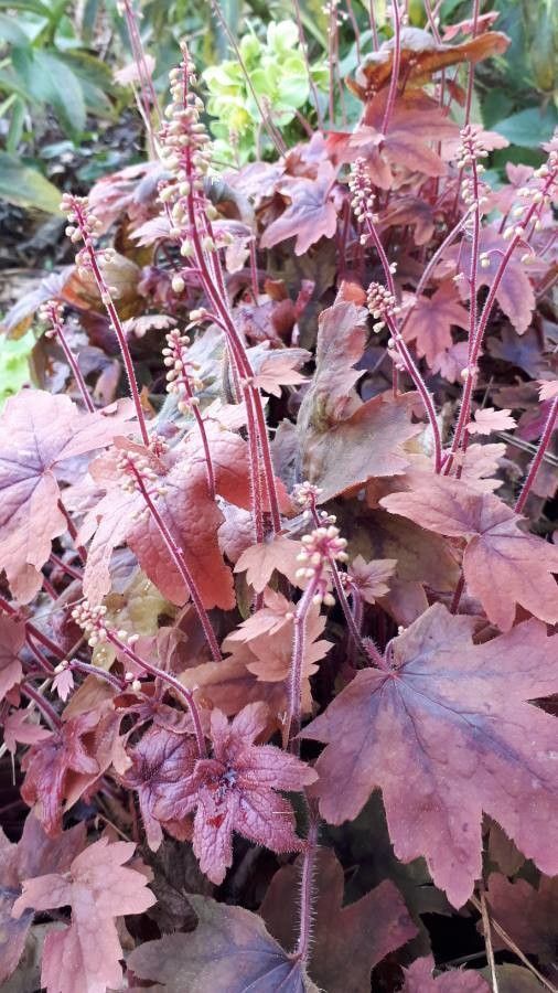 Heuchera rubescens leaf