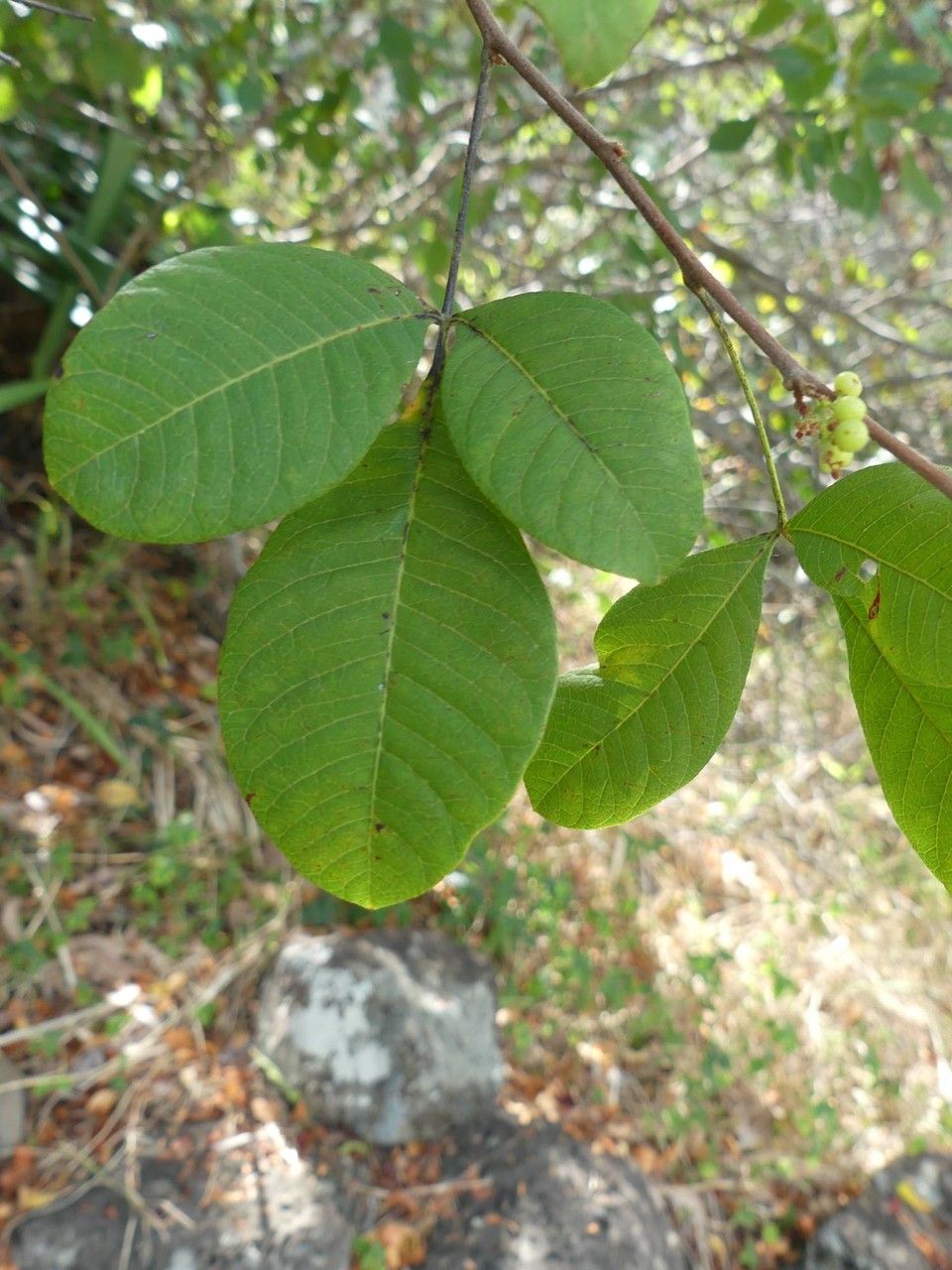 Rhus longipes leaf