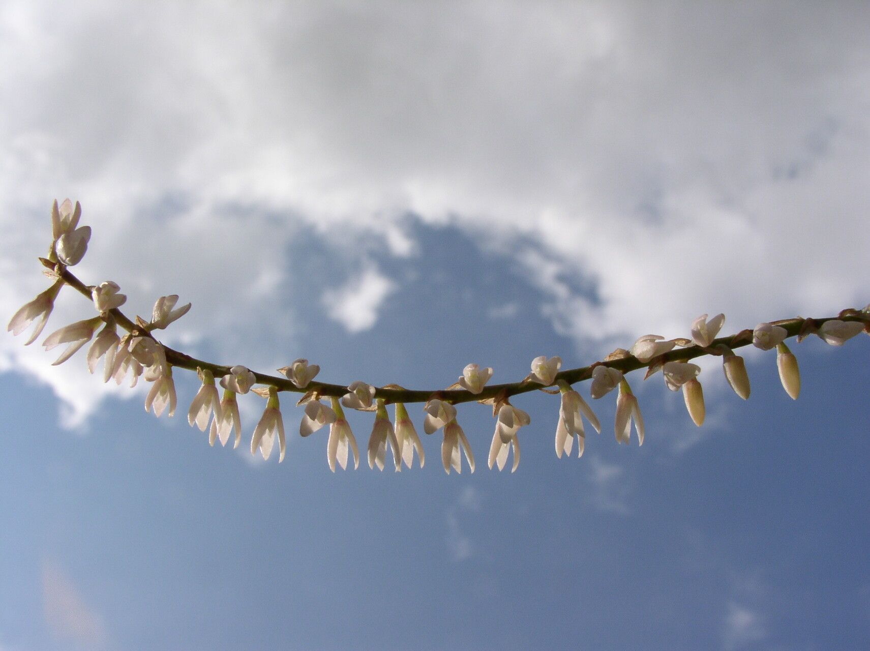 Bulbophyllum oxychilum flower