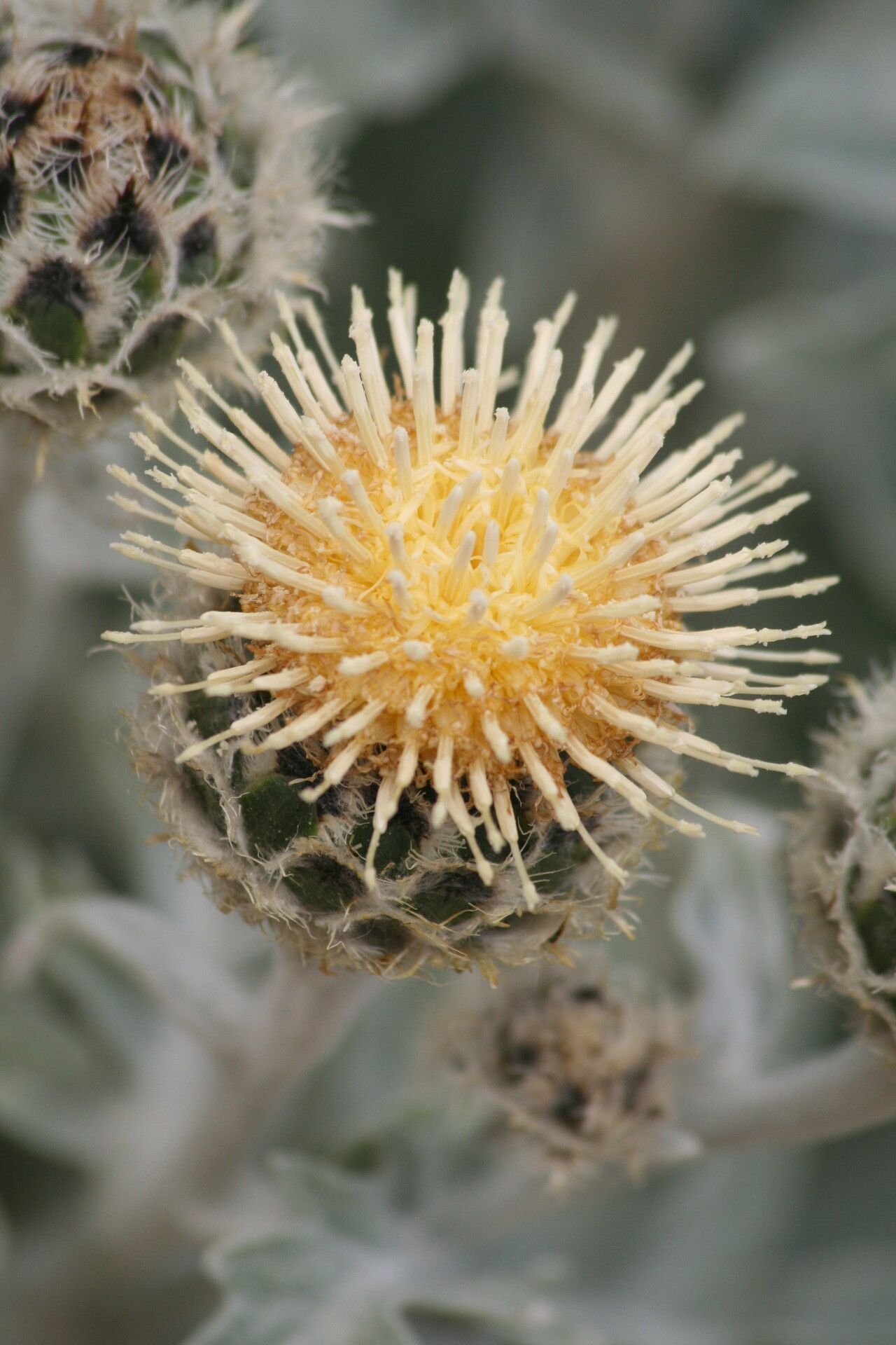 Centaurea clementei flower