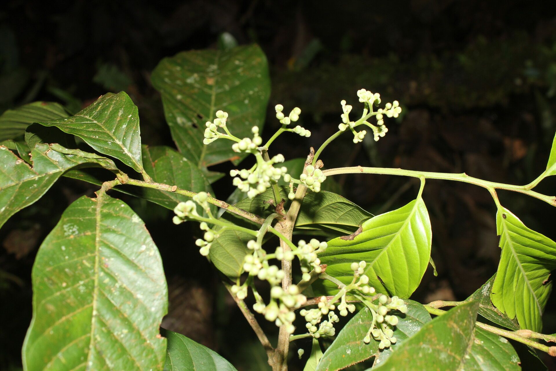 Trichilia adolfi flower