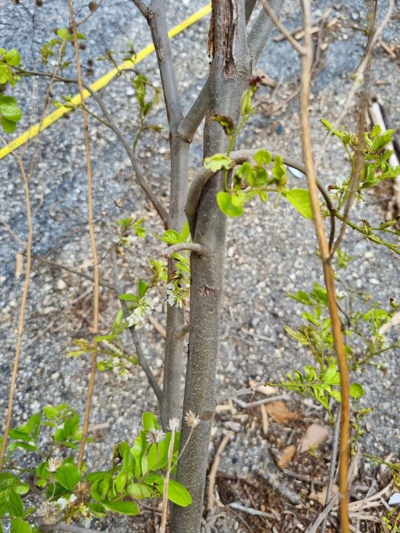 Dalbergia candenatensis bark