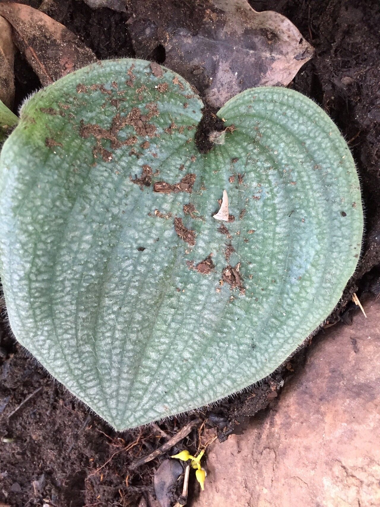 Habenaria keayi — houseplant care guide