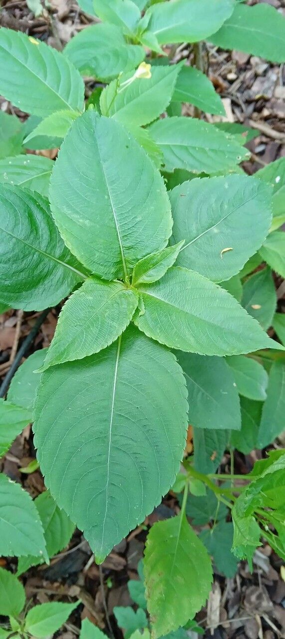 Impatiens parviflora leaf
